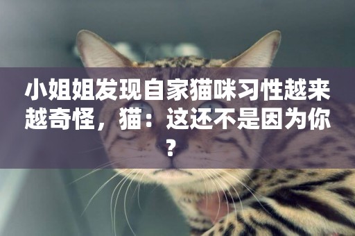小姐姐發現自家貓咪習性越來越奇怪，貓：這還不是因為你？ 