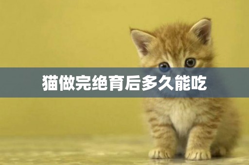 貓做完絕育后多久能吃