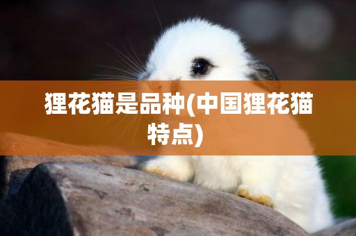 貍花貓是品種(中國貍花貓特點) 