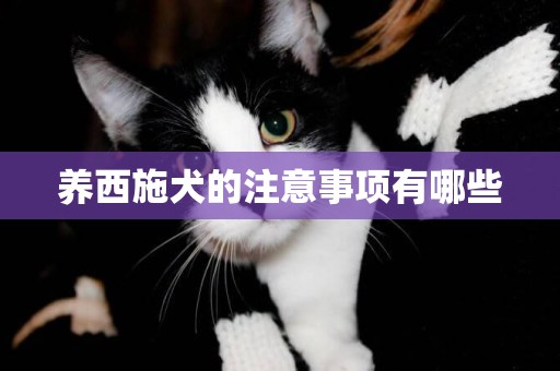 養西施犬的注意事項有哪些