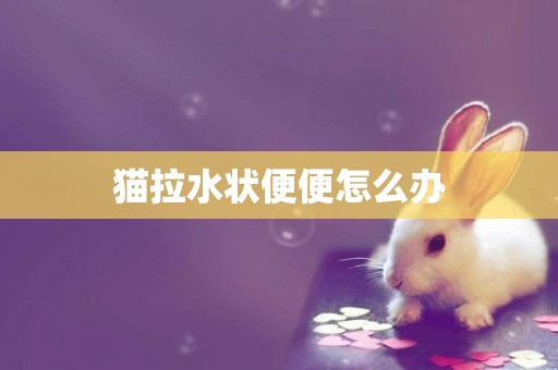 貓拉水狀便便怎么辦