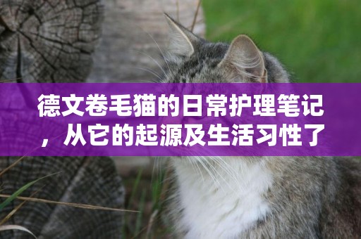 德文卷毛貓的日常護理筆記，從它的起源及生活習性了解德文卷毛貓 