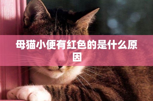 母貓小便有紅色的是什么原因