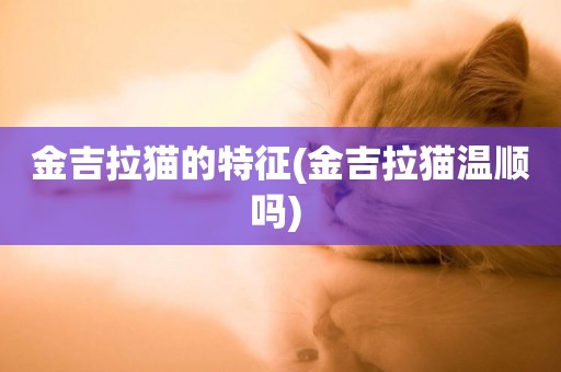 金吉拉貓的特征(金吉拉貓溫順嗎) 