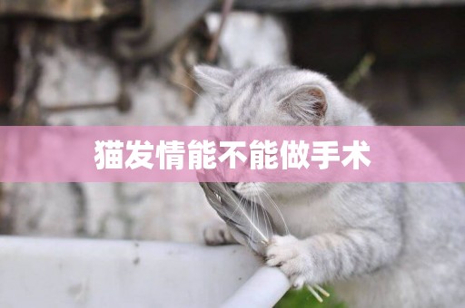 貓發情能不能做手術