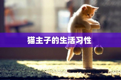 貓主子的生活習性 