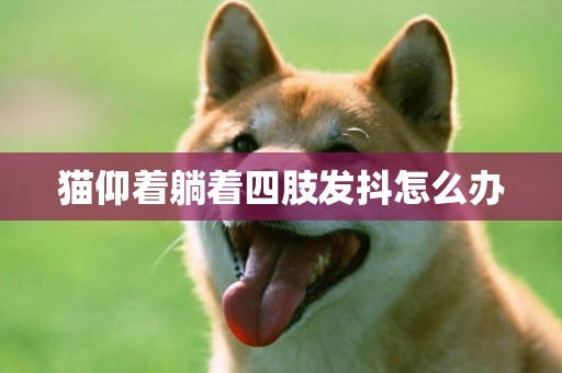 貓仰著躺著四肢發抖怎么辦