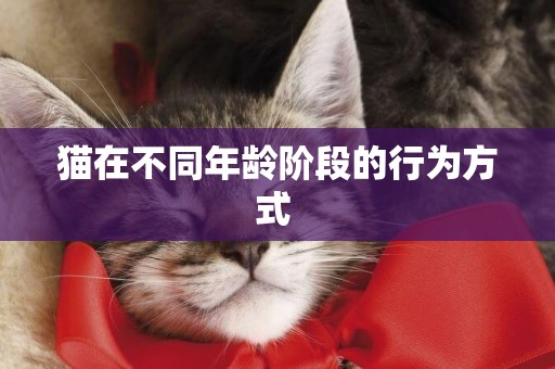 貓在不同年齡階段的行為方式 