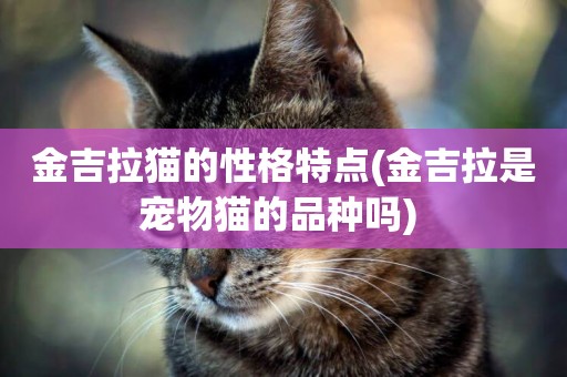 金吉拉貓的性格特點(金吉拉是寵物貓的品種嗎) 