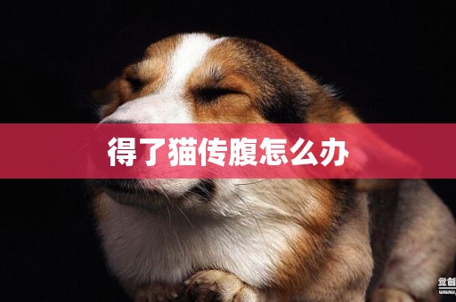 得了貓傳腹怎么辦