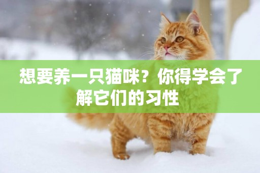 想要養一只貓咪？你得學會了解它們的習性 