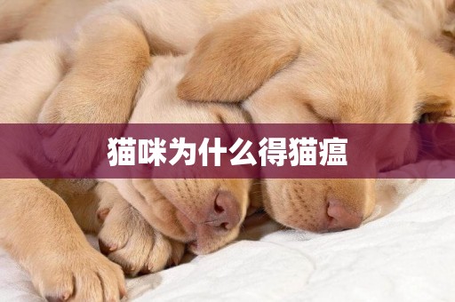 貓咪為什么得貓瘟