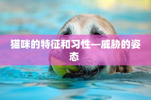 貓咪的特征和習性—威脅的姿態 