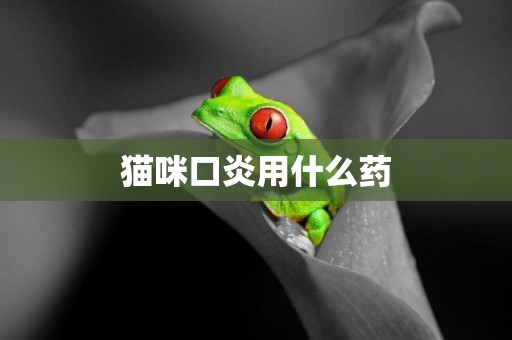 貓咪口炎用什么藥