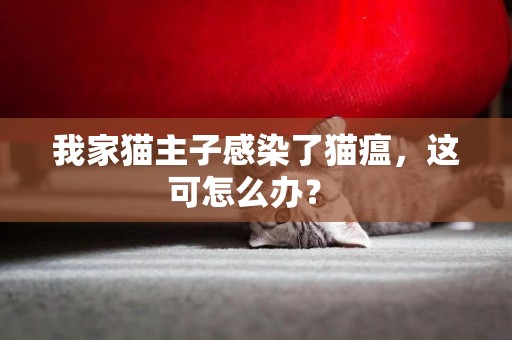 我家貓主子感染了貓瘟，這可怎么辦？ 