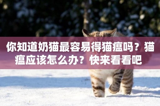 你知道奶貓最容易得貓瘟嗎？貓瘟應該怎么辦？快來看看吧 