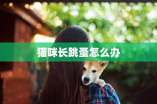 貓咪長跳蚤怎么辦