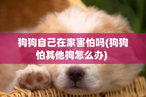 狗狗自己在家害怕嗎(狗狗怕其他狗怎么辦) 