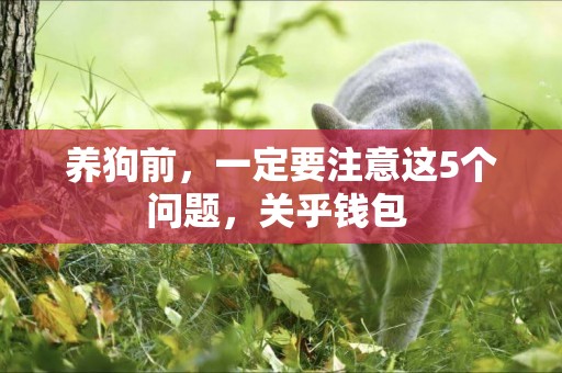 養狗前，一定要注意這5個問題，關乎錢包 