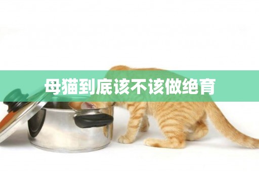 母貓到底該不該做絕育