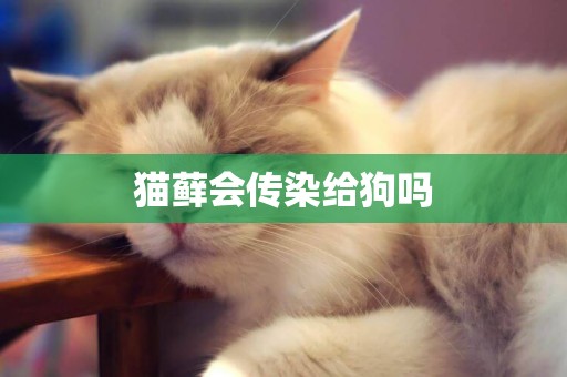 貓蘚會傳染給狗嗎