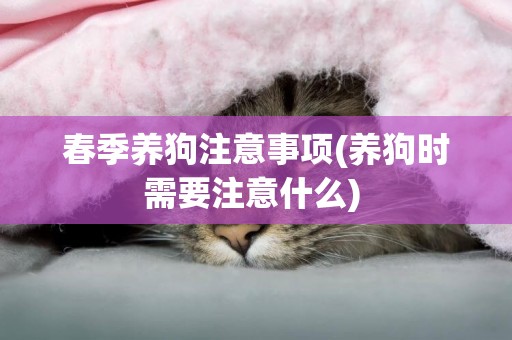 春季養狗注意事項(養狗時需要注意什么) 