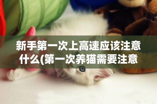 新手第一次上高速應該注意什么(第一次養貓需要注意什么) 