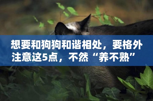 想要和狗狗和諧相處，要格外注意這5點，不然“養不熟” 