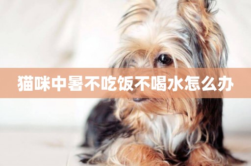 貓咪中暑不吃飯不喝水怎么辦