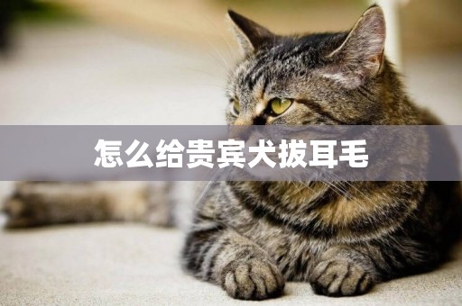 怎么給貴賓犬拔耳毛