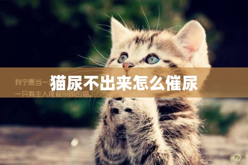 貓尿不出來怎么催尿