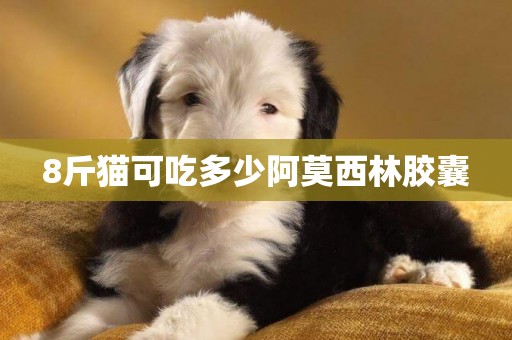 8斤貓可吃多少阿莫西林膠囊