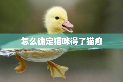 怎么確定貓咪得了貓癬