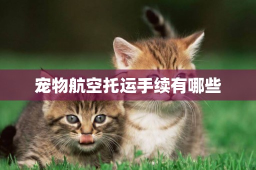 寵物航空托運手續有哪些