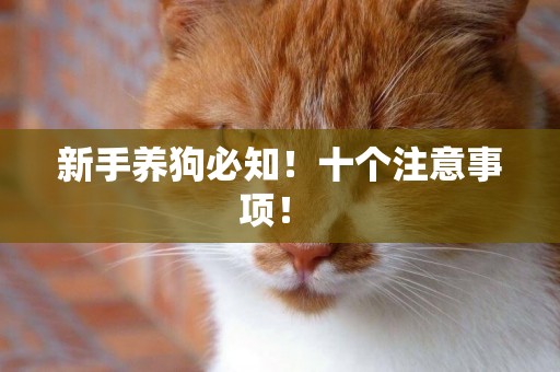 新手養狗必知！十個注意事項！ 