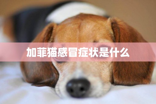 加菲貓感冒癥狀是什么