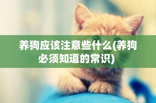 養狗應該注意些什么(養狗必須知道的常識) 