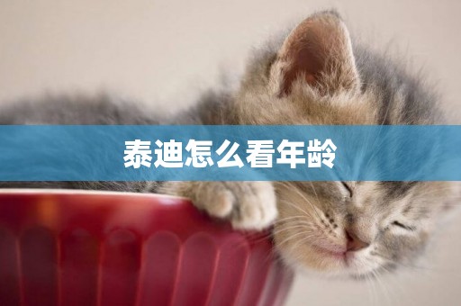泰迪怎么看年齡
