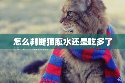 怎么判斷貓腹水還是吃多了