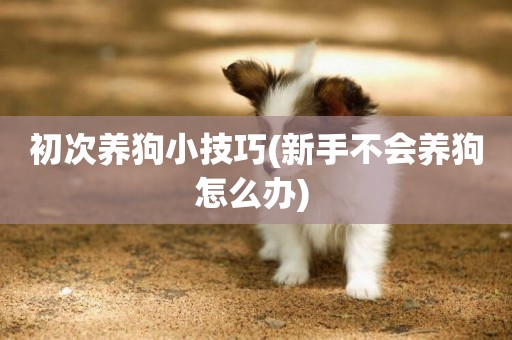 初次養狗小技巧(新手不會養狗怎么辦) 