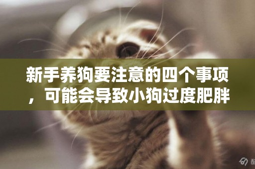 新手養狗要注意的四個事項，可能會導致小狗過度肥胖，太胖真不好 