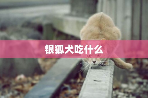 銀狐犬吃什么