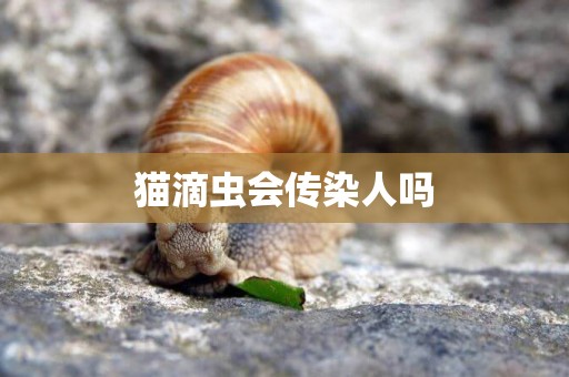 貓滴蟲會傳染人嗎