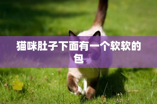 貓咪肚子下面有一個軟軟的包