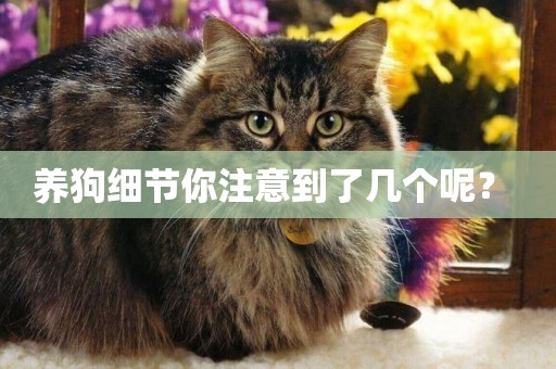 養狗細節你注意到了幾個呢？ 