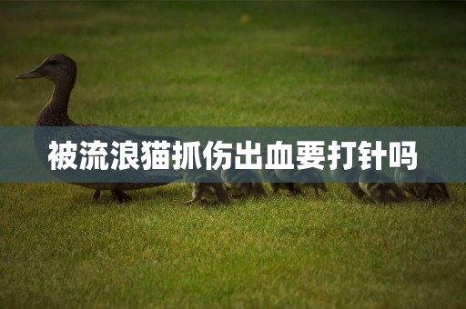 被流浪貓抓傷出血要打針嗎