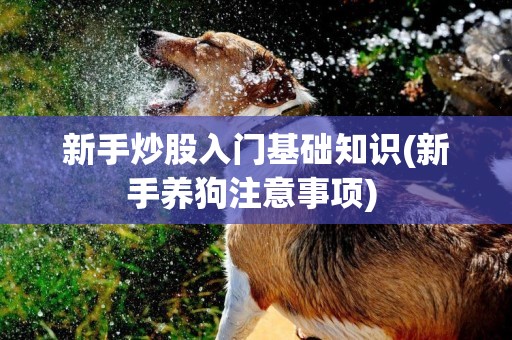 新手炒股入門基礎知識(新手養狗注意事項) 
