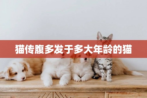 貓傳腹多發于多大年齡的貓