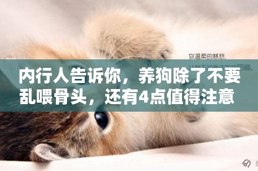 內行人告訴你，養狗除了不要亂喂骨頭，還有4點值得注意 