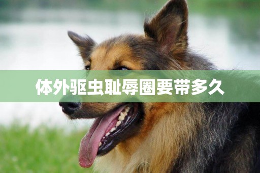 體外驅蟲恥辱圈要帶多久